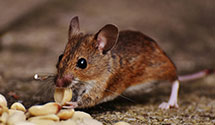 24 Hour & Emergency Exterminators in Dye, VA